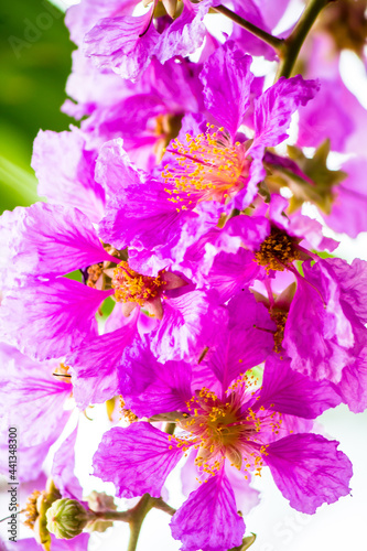 Close up Violet Lagerstroemia floribunda flower in home garden on summer.