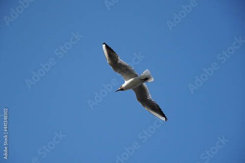 Lonely Black-headed seagull gull bird on the clear blue sky. Sea or ocean nice picture. Summer day. Background pattern. High quality photo