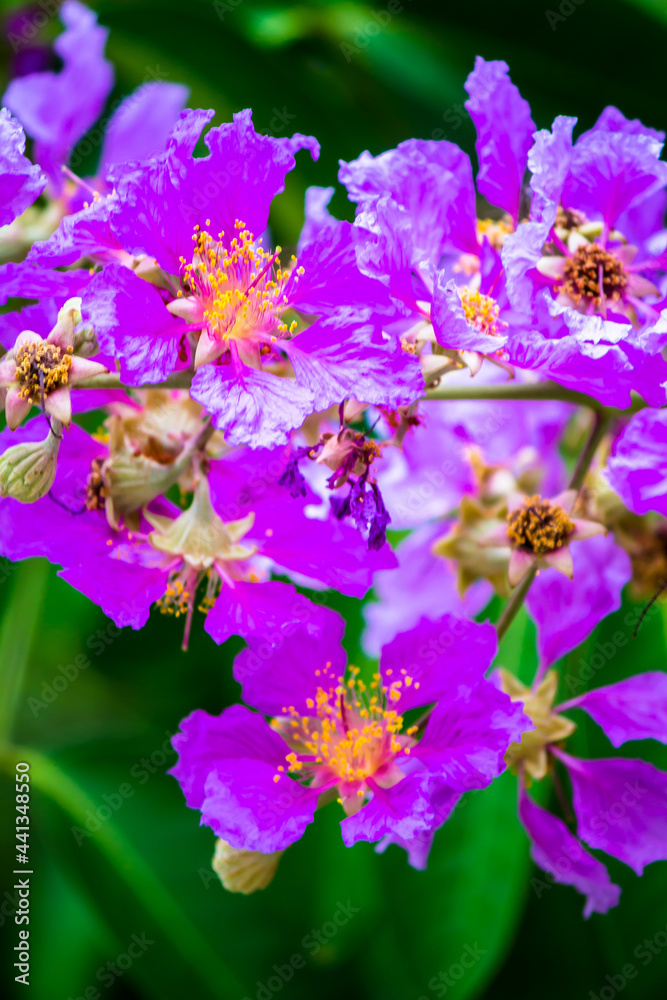 Close up Violet Lagerstroemia floribunda flower in home garden on summer. Close up Violet Lagerstroemia floribunda flower in home garden on summer.