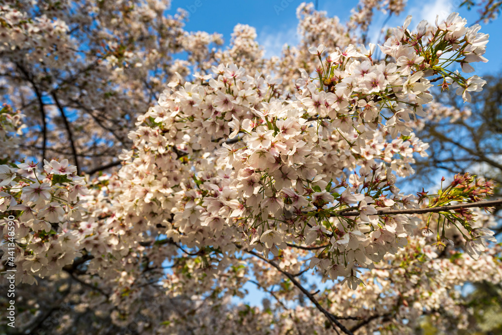 blooming tree