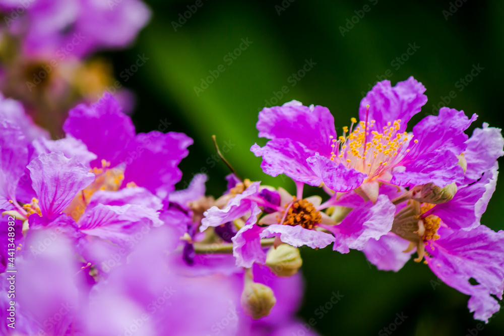 Close up Violet Lagerstroemia floribunda flower in home garden on summer. Close up Violet Lagerstroemia floribunda flower in home garden on summer.