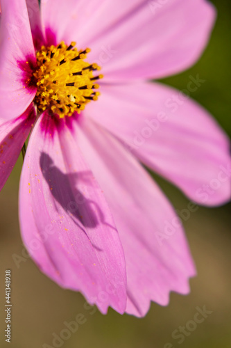 pink flower with bee shadow