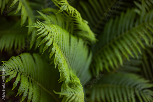 Beautyful ferns leaves green foliage natural floral fern background in sunlight.