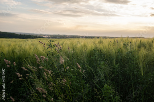 field sunset with cloudy sky