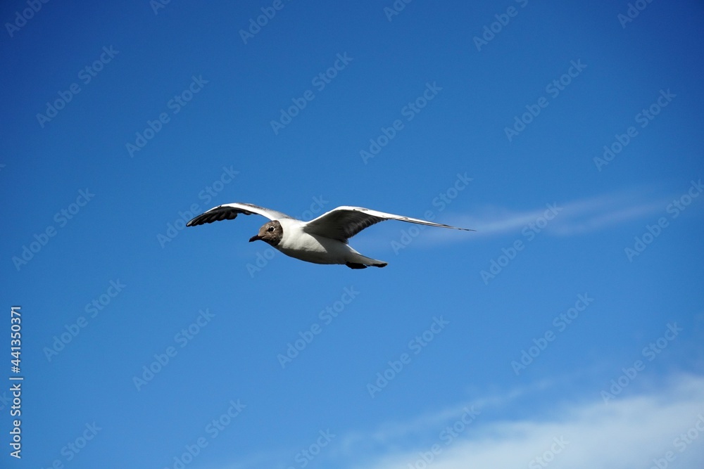 Lonely seagull gull bird on the blue sky with clouds. Sea or ocean nice picture. Summer day. Background pattern. High quality photo
