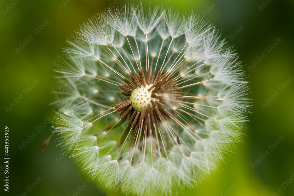 dandelion