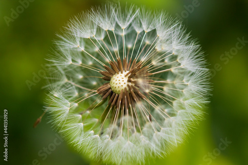 dandelion