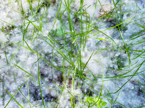 The green stems of the grass are covered with white soft poplar fluff like snow photo