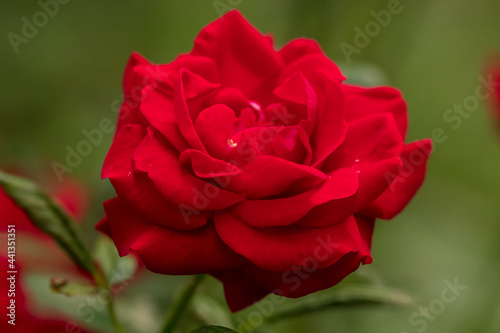 red rose in garden © Pears Glafey