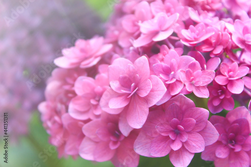 ピンクの八重咲き紫陽花 double-flowered pink hydrangea