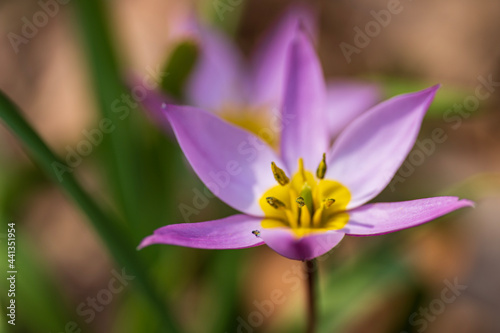 purple crocus flower