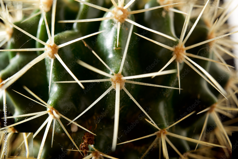 Cactus close up Cactus close up