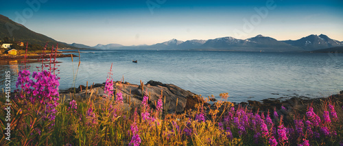 Fototapeta Naklejka Na Ścianę i Meble -  Bright beautiful landscape of the seashore in Tromso Novergia, blooming summer landscape