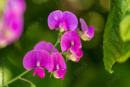 purple orchid flower