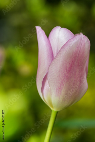 pink tulip flower