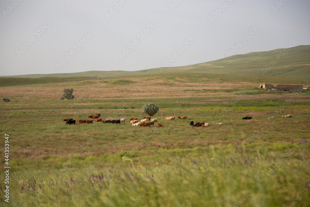 Cows graze in a meadow in the green grass on a farm, against the background of a farmhouse, sky, hills Cows graze in a meadow in the green grass on a farm, against the background of a farmhouse, sky, hills
