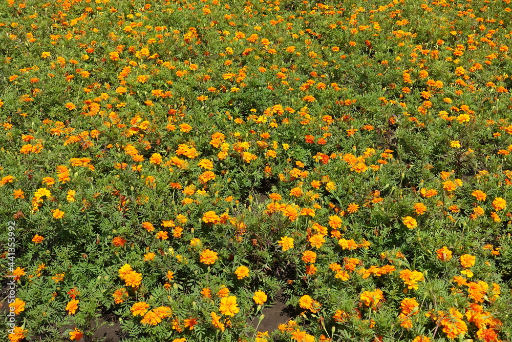 Hundreds of orange flower heads of Tagetes patula in July