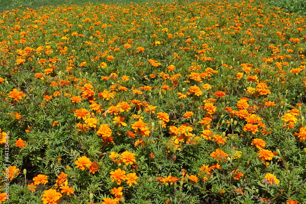Large number of bright orange flowers of Tagetes patula in July
