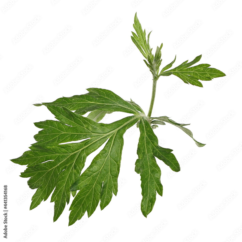 Common wormwood leaves herbal plant, isolated on white background with clipping path Common wormwood leaves herbal plant, isolated on white background with clipping path