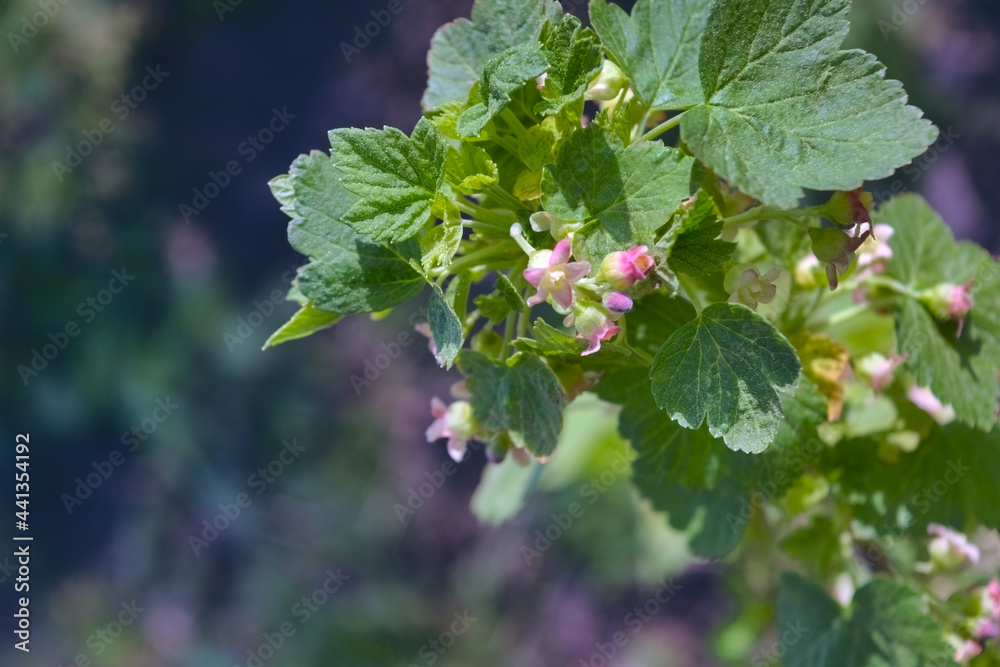 Red currants in the summer garden. Red currant berries on a branch against a background of green foliage. Red currants in the summer garden. Red currant berries on a branch against a background of green foliage.