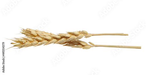 Ripe yellow wheat ears, crops isolated on white background with clipping path