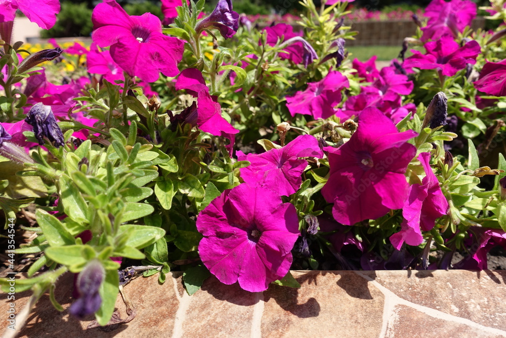 Purplish pink flowers of petunias in July