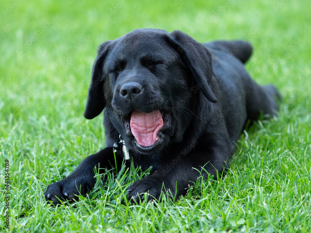 Labrador puppy lying on the grass and yawning Labrador puppy lying on the grass and yawning