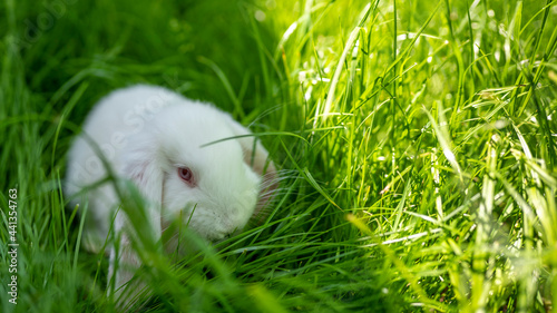 white rabbit on the green grass background