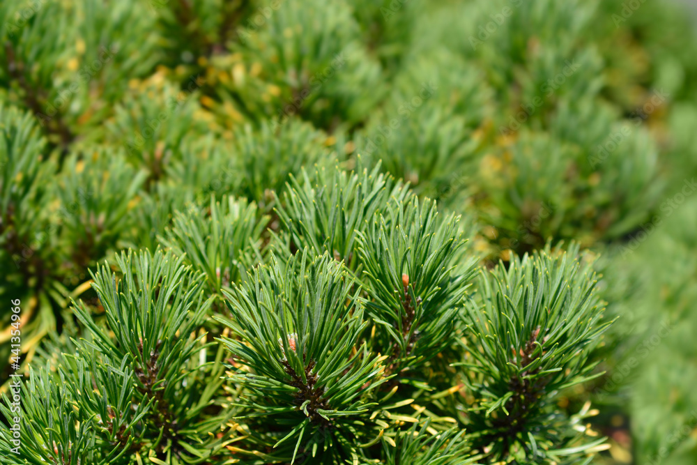 Dwarf mountain pine Carstens Wintergold Dwarf mountain pine Carstens Wintergold