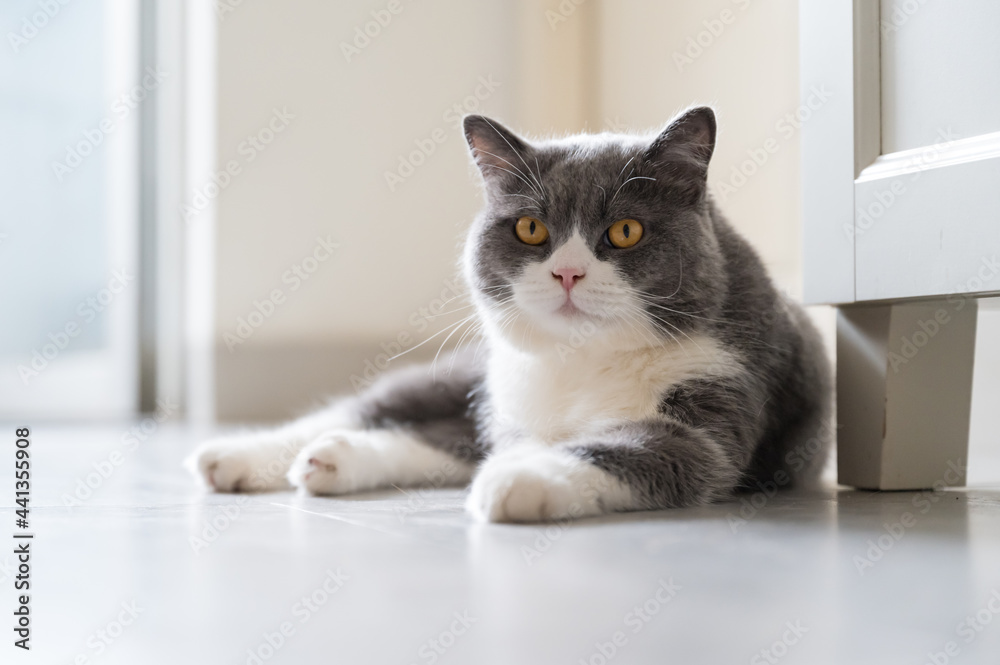British Shorthair lying on the floor British Shorthair lying on the floor