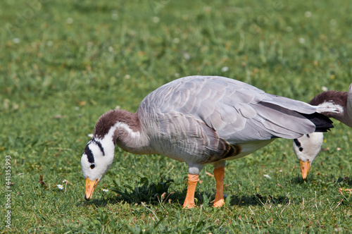Feral Bar-headed Goose (Anser indicus) in park, Keil, Schleswig-Holstein, Germany © Nick Taurus