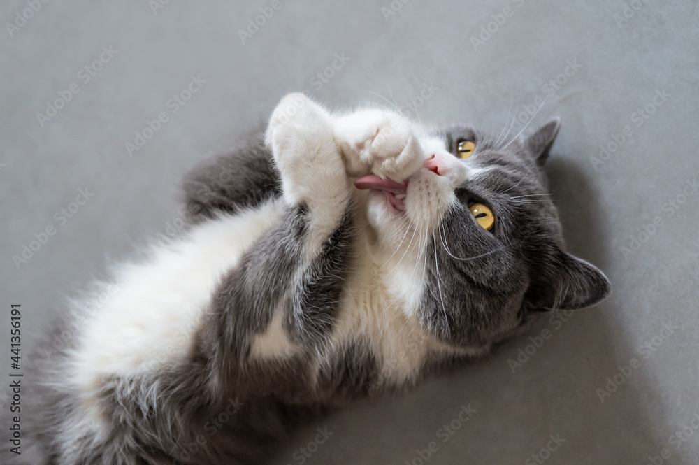 British Shorthair lying on the floor and licking paw British Shorthair lying on the floor and licking paw