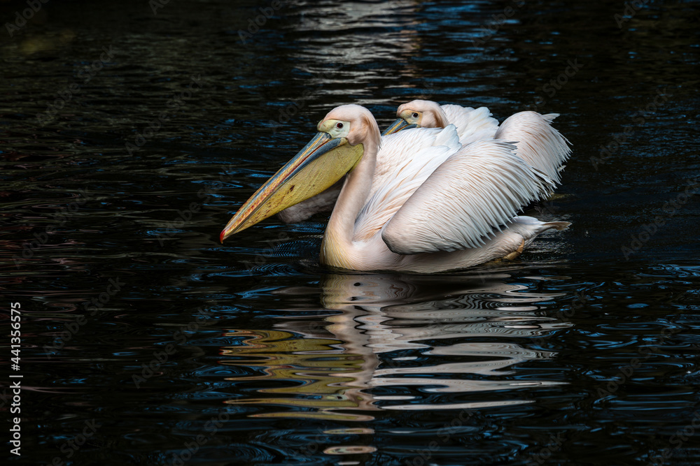 Great White Pelican, Pelecanus onocrotalus in a park Great White Pelican, Pelecanus onocrotalus in a park