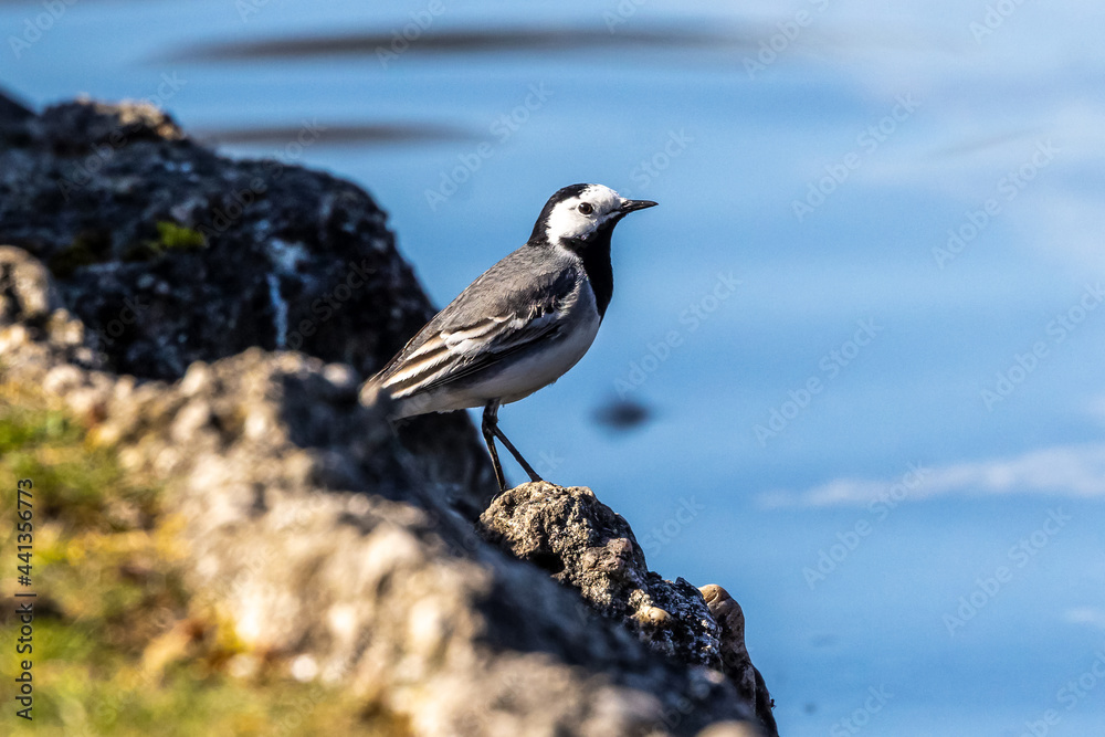 The white wagtail, Motacilla alba is a passerine bird in the family Motacillidae. The white wagtail, Motacilla alba is a passerine bird in the family Motacillidae.