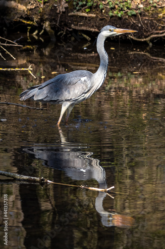 Grey heron  Ardea cinerea  a massive gray bird wading through a flat lake searching for fish