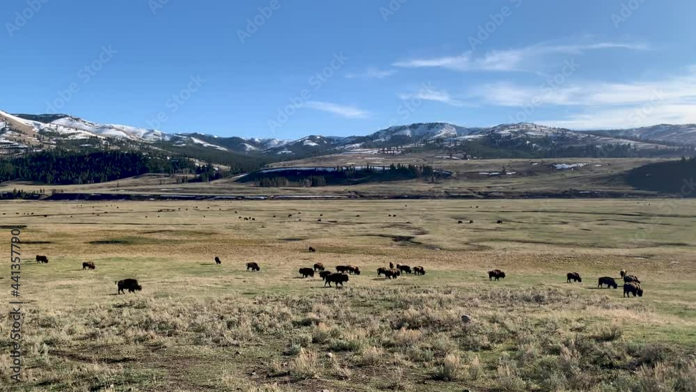 Herd of Bison Grazing in Lamar Valley