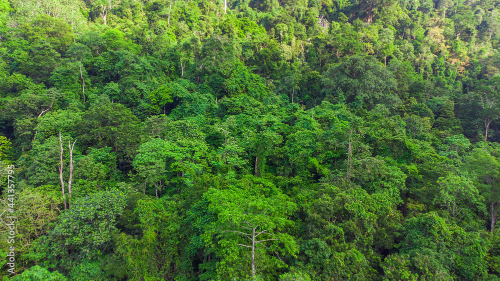 From a top view, tropical forests look like a vast refreshing sea of green, with a complexity of tree layers and stunning natural beauty. From a top view, tropical forests look like a vast refreshing sea of green, with a complexity of tree layers and stunning natural beauty.