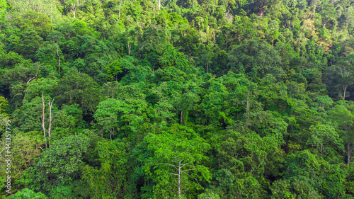 From a top view, tropical forests look like a vast refreshing sea of green, with a complexity of tree layers and stunning natural beauty.