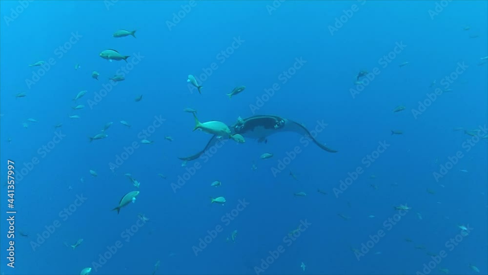 Manta Ray coming in from the blue ocean in Socorro Island Mexico Manta Ray coming in from the blue ocean in Socorro Island Mexico