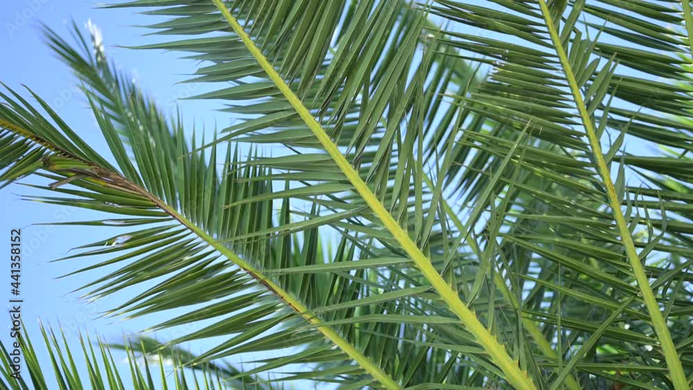 Palm Tree Branches Moving in the Wind, Leaf Palm Tree On Blue Sky Palm Tree Branches Moving in the Wind, Leaf Palm Tree On Blue Sky