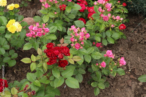 Fototapeta Naklejka Na Ścianę i Meble -  Different types of rose bushes in the garden 