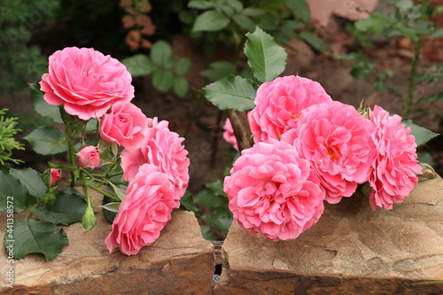 Rose branches with pink flowers on stones in the garden 