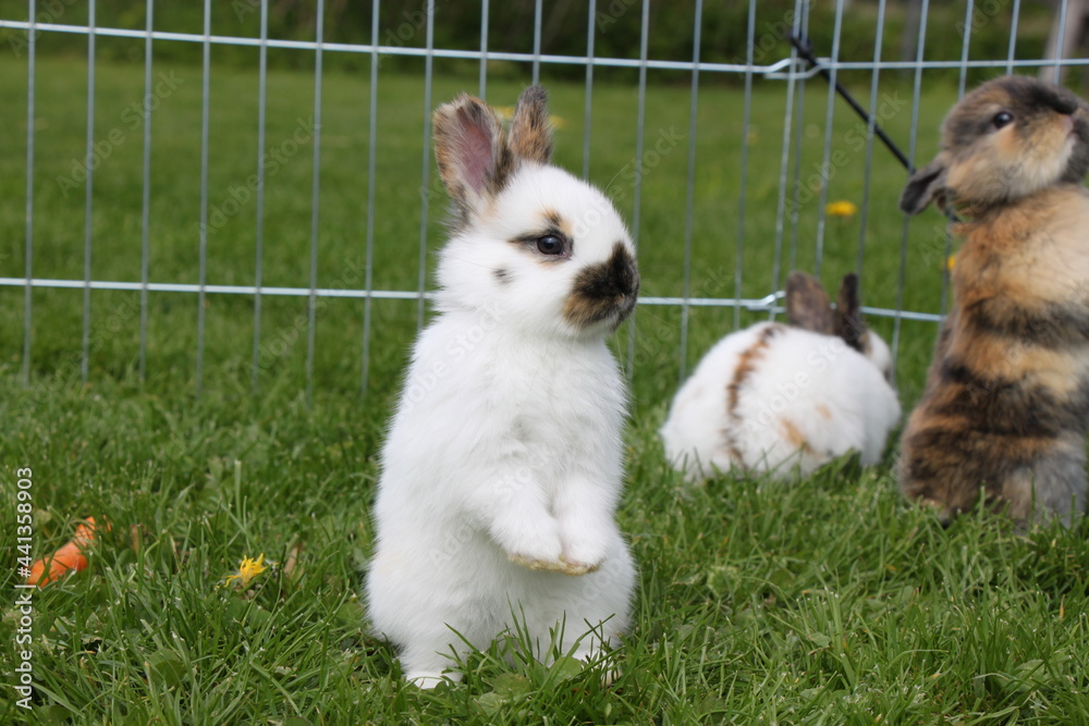 cute white rabbit making manikin, little man bunny cute white rabbit making manikin, little man bunny