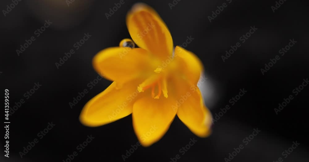 Super coarse focusing zoom. a yellow crocus flower blooms against a background of dark material. fragility concept and freshness. Water drops and nectar on petals and pistils. time lapse video Super coarse focusing zoom. a yellow crocus flower blooms against a background of dark material. fragility concept and freshness. Water drops and nectar on petals and pistils. time lapse video