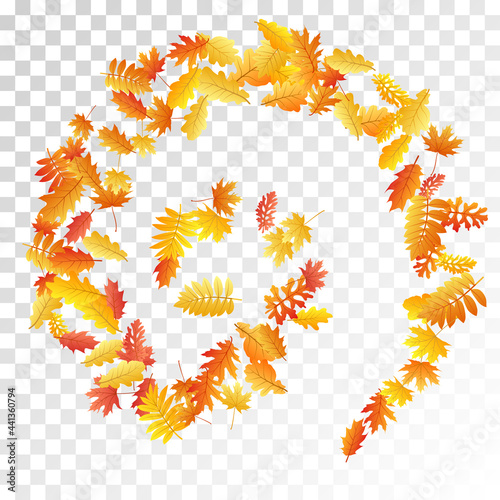 Oak, maple, wild ash rowan leaves vector, autumn foliage on transparent background.