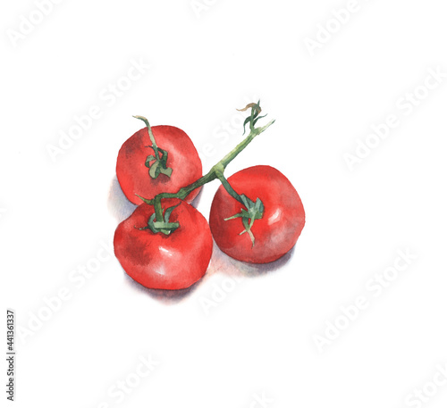 Botanical art. Watercolor painting of tomatoes