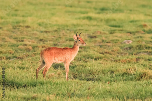 Redunca Nagor redunca redunca Cobe Antilope Afrique Kenya