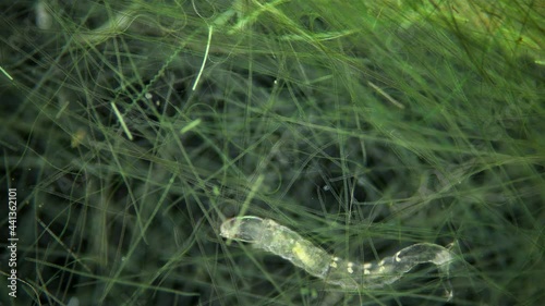 Insecta Midge Larva Chironomidae and worm Microstomum lineare in algae under a microscope, order Diptera, common on the bottom of reservoirs, are indicators of water, food for fish. photo