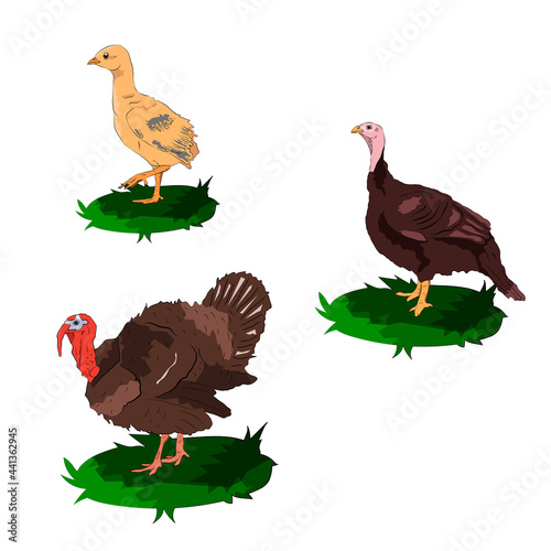 turkeys
