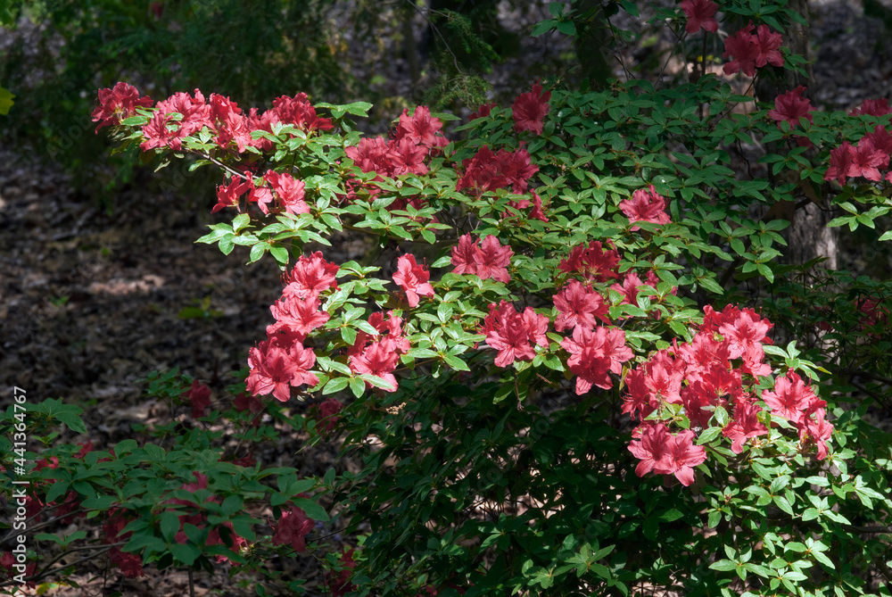 Mollis Azalea (Rhododendron x mollis) in park Mollis Azalea (Rhododendron x mollis) in park